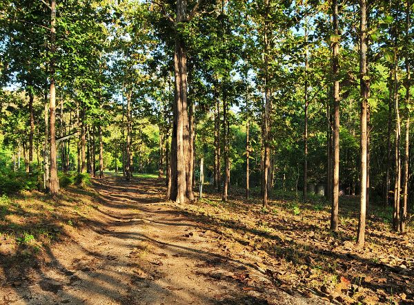 View of Shanthi Garden, featuring lush greenery and a serene garden landscape